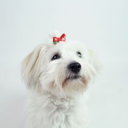 Julesløjfe med snefnug