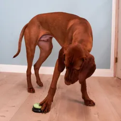 Ollipet Kommunikationsknap & Kuno