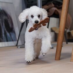 Swaggin Tails Lizard