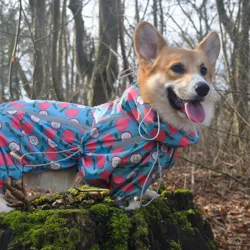 Ollipet Ponjo Raincoat | Max bruger str. 45 cm