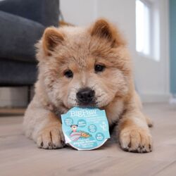 Lækkert vådfoder til hunde uden korn