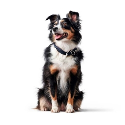 Hunter Round & Soft halsbånd  | Marineblå