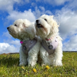 Ollipet City Lux Hundesele | Cute Little Dots