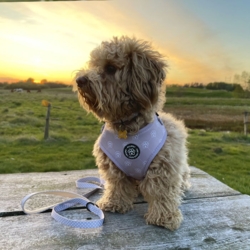 Ollipet City Lux Hundesele | Olli Paws/Dots