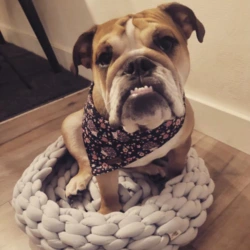 Ollipet City Lux Bandana I Autumn hedgehog