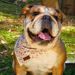 Ollipet Roser Bandana