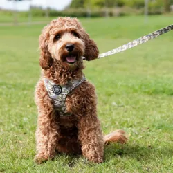 Ollipet City Lux Step-in sele | Camouflage