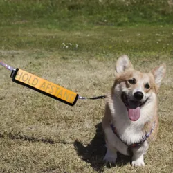 Ollipet Hold afstand | Sættes på hundesnoren