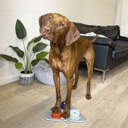 Min-Hund-Kan-Tale-Knap | 3pak