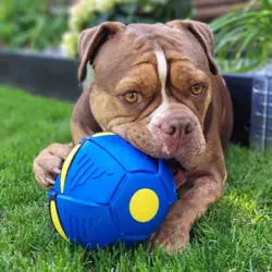 Ollipet Power Frisbee Ball