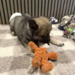 Eurasier hvalp med KONG Wild Knots Fox