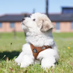 Ollipet Teddy Sæt | Brun