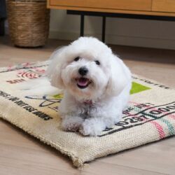 Kaffemadras til hunde