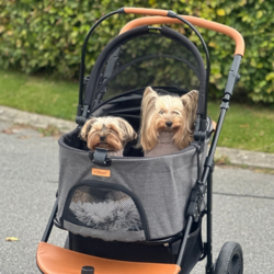 Ollipet Hundeklapvogn Firenze passer også til to små hunde