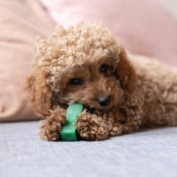 Lækkert tyggeben med mintsmag