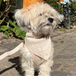 Sødt sæt med Ollipet flora i sand