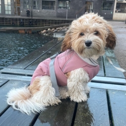 Doglemi Vinterdækken m. høj krave