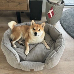 Ollipet Quinn Hundesengen giver en god komfort for din hund