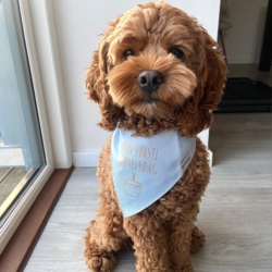 Ollipet Min første fødselsdag | Bandana