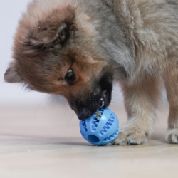 Ollipet Dentaplay hundebold 5 cm i blå kan også bruges som aktivitetslegetøj.