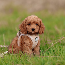 Doodle hundehvalp i Khaki Step-in Sele