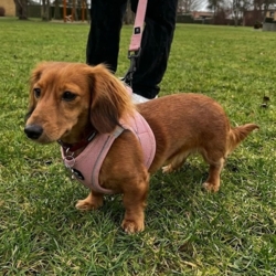 Ollipet For Wagging Tails | Step in Sele