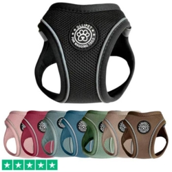 Ollipet for wagging tail step in hundesele fås i 8 flotte farver