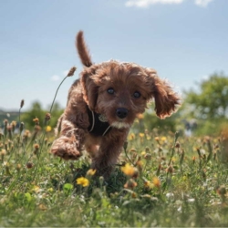 Ella i en sort Wagging Tails sele