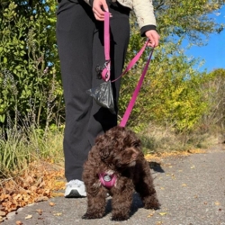 Wilma er en havapoo på 14 uger (1,4 kg) og ses her i en Sweet Cherry i størrelse XS.