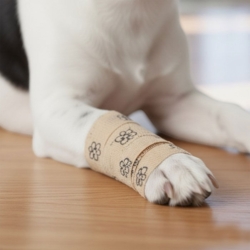 Smart bandage til hunde med sødt poteprint. Beskytter poter og sår.