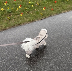 Ollipet Poncho Regndragt | str 34 til en Coton de Tulear på 6 kg