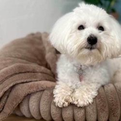 Vores Coton de Tulear Sally på 6 kg elsker den bløde hundeseng med tæppe.