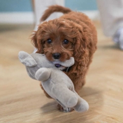 Dejligt og blødt legetøj til hunde i alle aldre