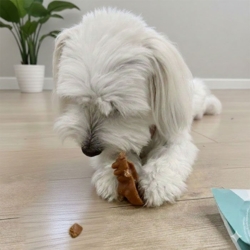 Knash Animals | Dental Chew - Madonnas favorit