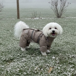 Ollipet Mini Grizzly Bear Flyverdragt med hætte