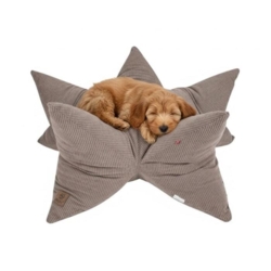 Cavapoo i Ollipet StarNest Hundeseng