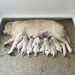 Golden Retriever hvalpekuld ID mærket med bivoksfarver