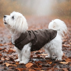 Ollipet Mokkashield | Termojakke til hunde