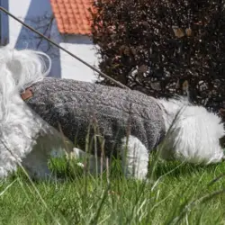 Ollipet Camel Sweater