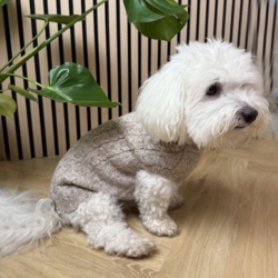 Ollipet Camel Sweater, blød og elastisk trøje til hunden