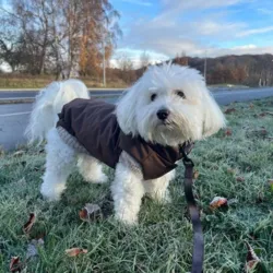 Sally i Ollipet Mokkashielt Termojakke og Ollipet Camel Sweater str. XL