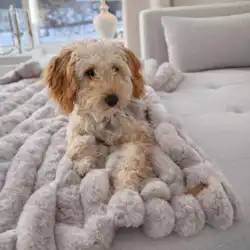 Blødt tæppe der passer både i sofaen og i kurven