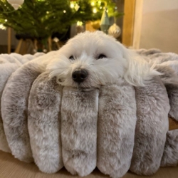 Ollipet Chinchilla Donutseng