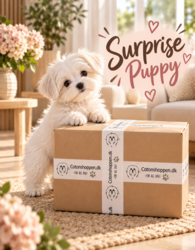 Pakketilbud | Puppy Surprise Box