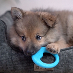 Bidering til kløende hvalpetænder i tandskifte.
