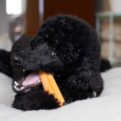 Puddelhund med Yaki tyggeben str. L