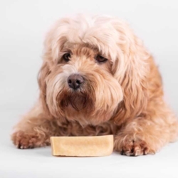 Yaki Tyggeben Peanutbutter str. M