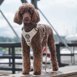 Puddelhund i Khaki Ollipet sele str. M