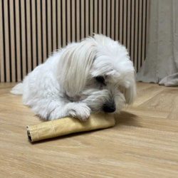 Bomuldshund med Okserulle i str. M