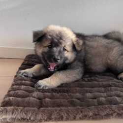 Eurasier hvalp på blød hundemadras